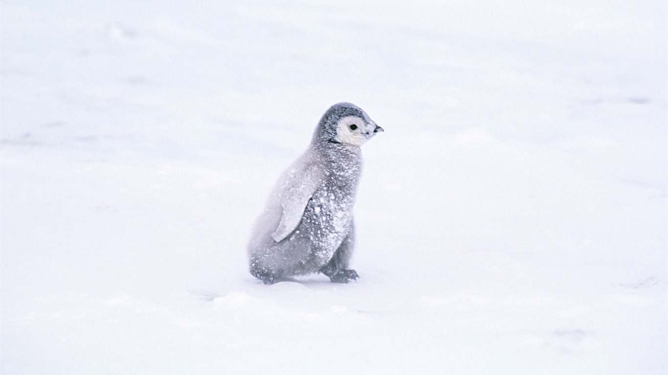 动物写真壁纸之企鹅4 - 1366x768