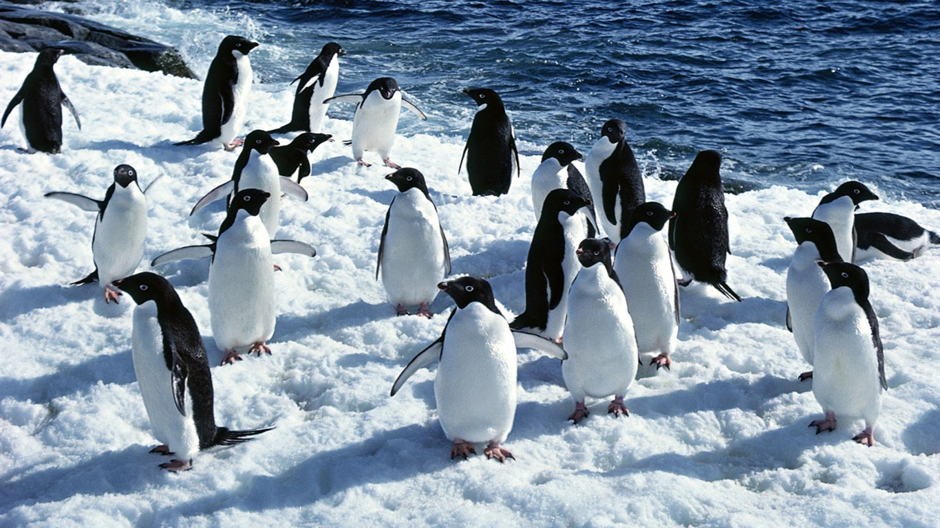 Foto de Animales Fondos de Pingüino #5 - 1366x768