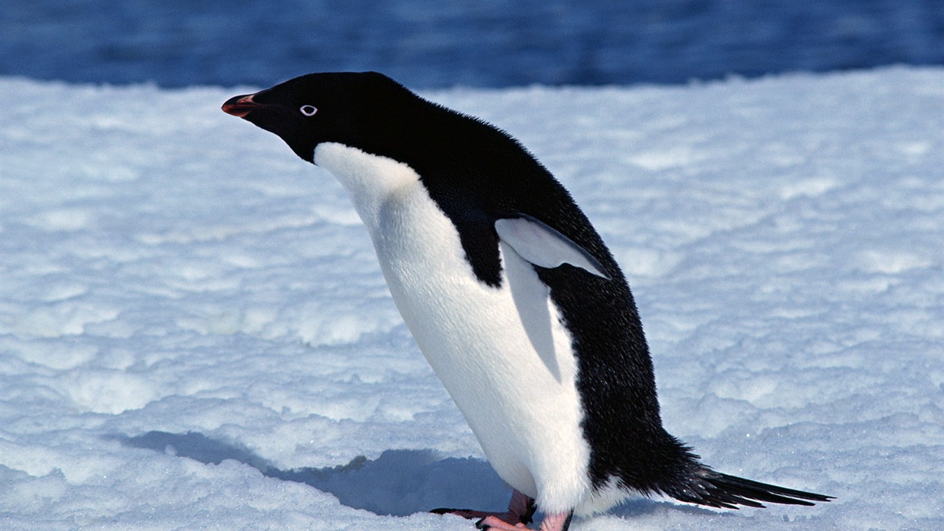 动物写真壁纸之企鹅6 - 1366x768