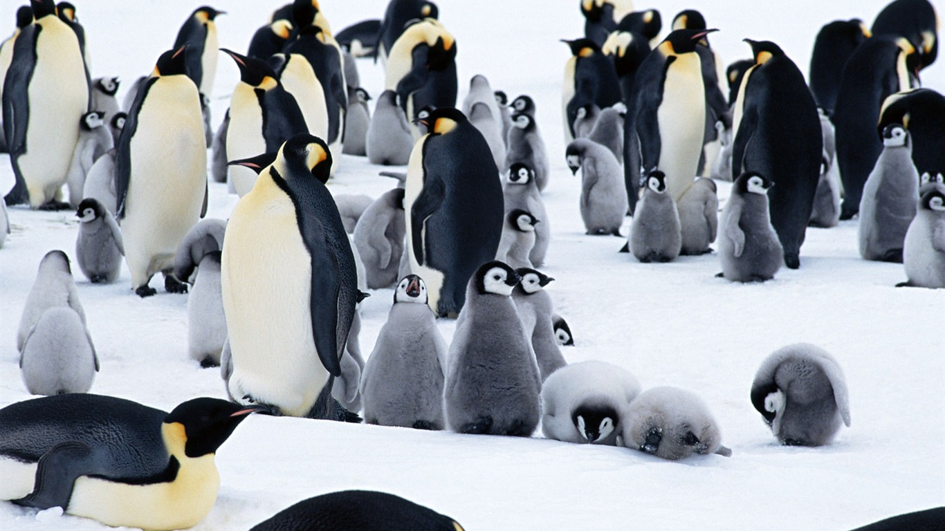 动物写真壁纸之企鹅7 - 1366x768