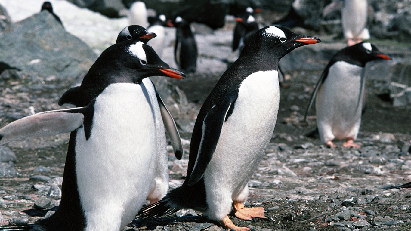 Foto de Animales Fondos de Pingüino #8 - 1366x768