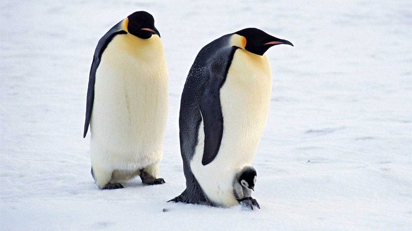 Foto de Animales Fondos de Pingüino #9 - 1366x768