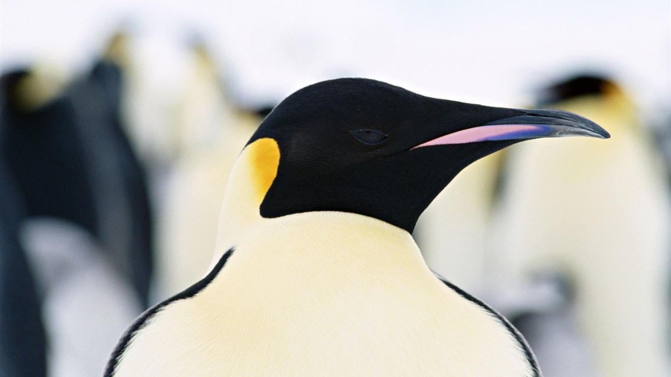 Foto von Penguin Animal Wallpapers #10 - 1366x768