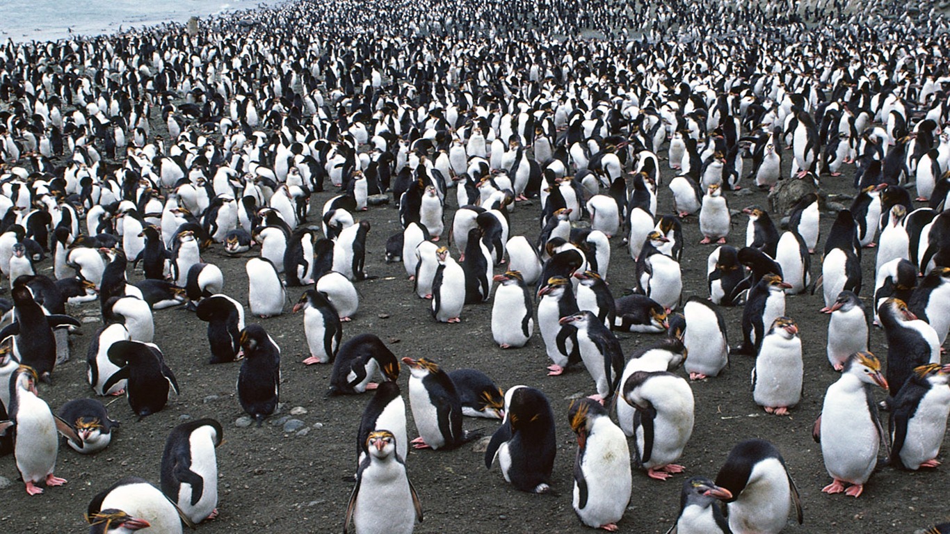 动物写真壁纸之企鹅12 - 1366x768