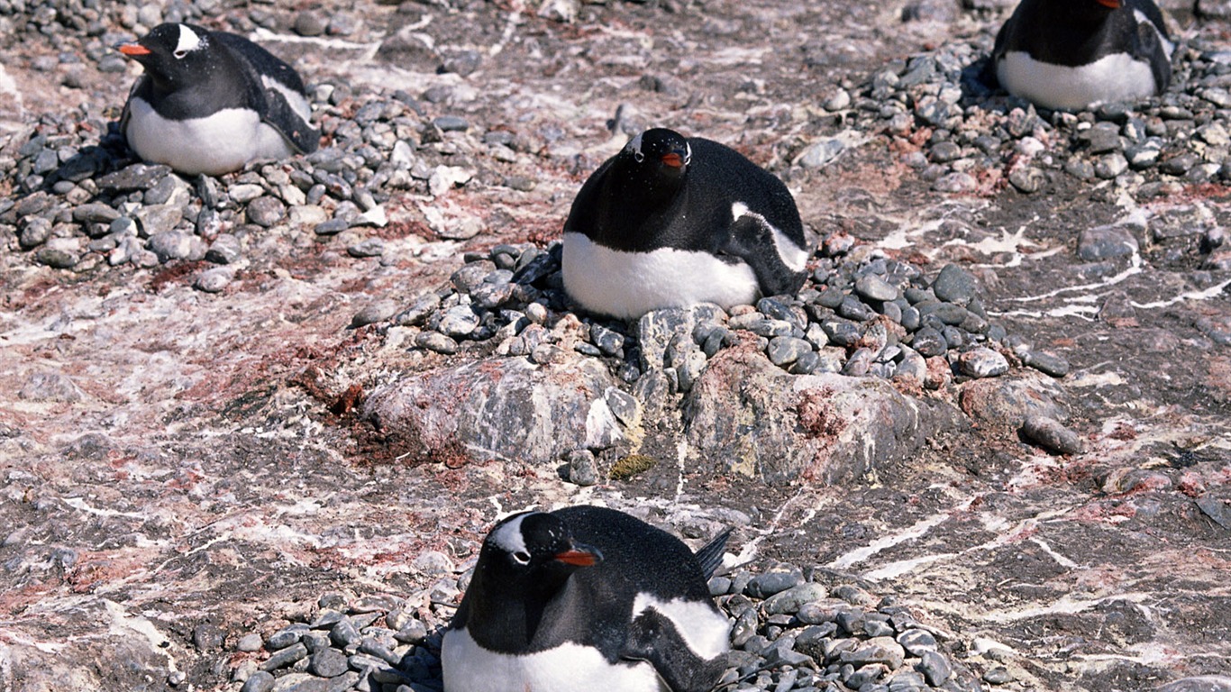 Foto von Penguin Animal Wallpapers #13 - 1366x768