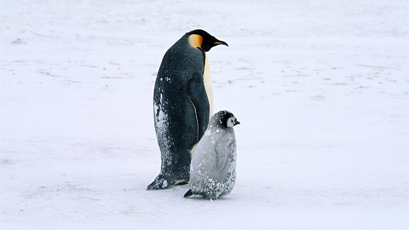 动物写真壁纸之企鹅14 - 1366x768