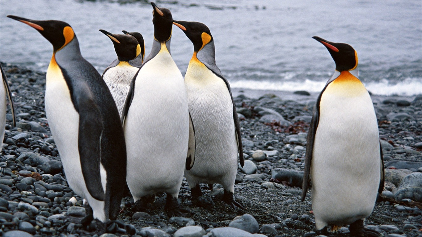 Foto von Penguin Animal Wallpapers #15 - 1366x768