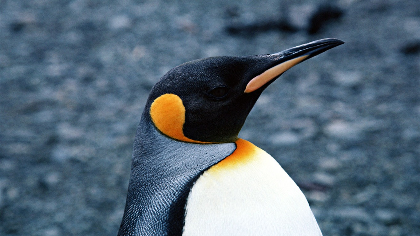 动物写真壁纸之企鹅16 - 1366x768