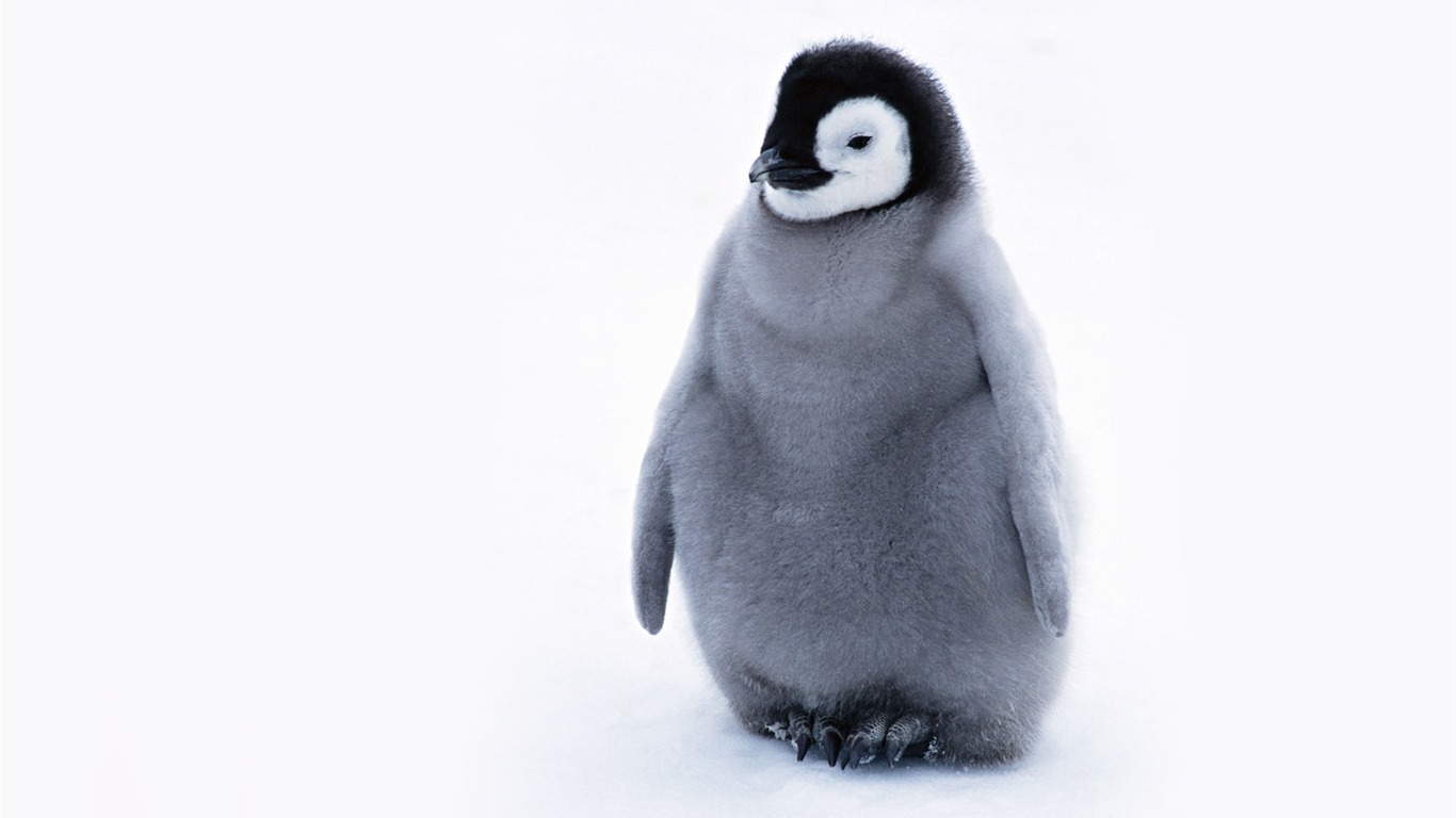 动物写真壁纸之企鹅17 - 1366x768