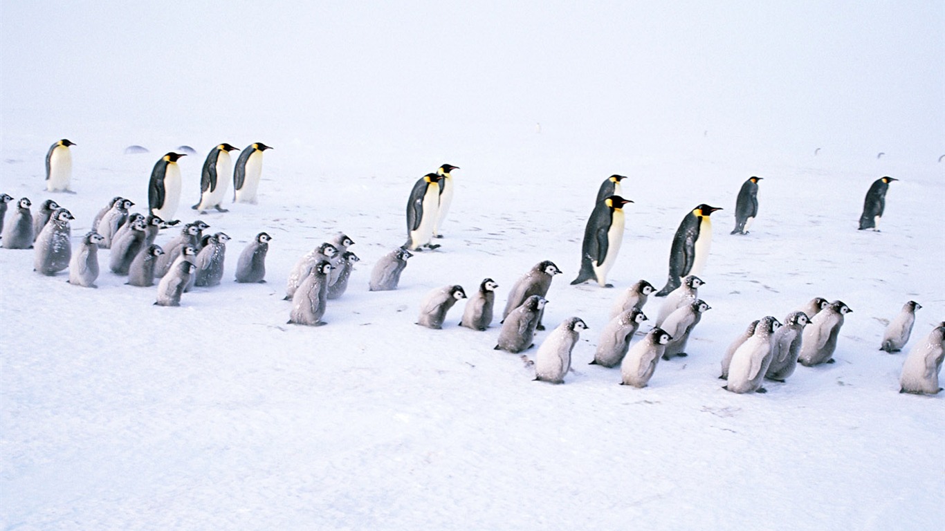 Foto de Animales Fondos de Pingüino #18 - 1366x768