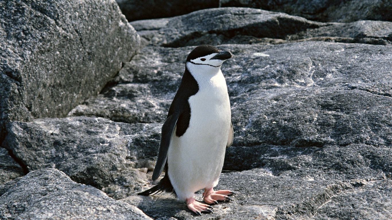 动物写真壁纸之企鹅19 - 1366x768