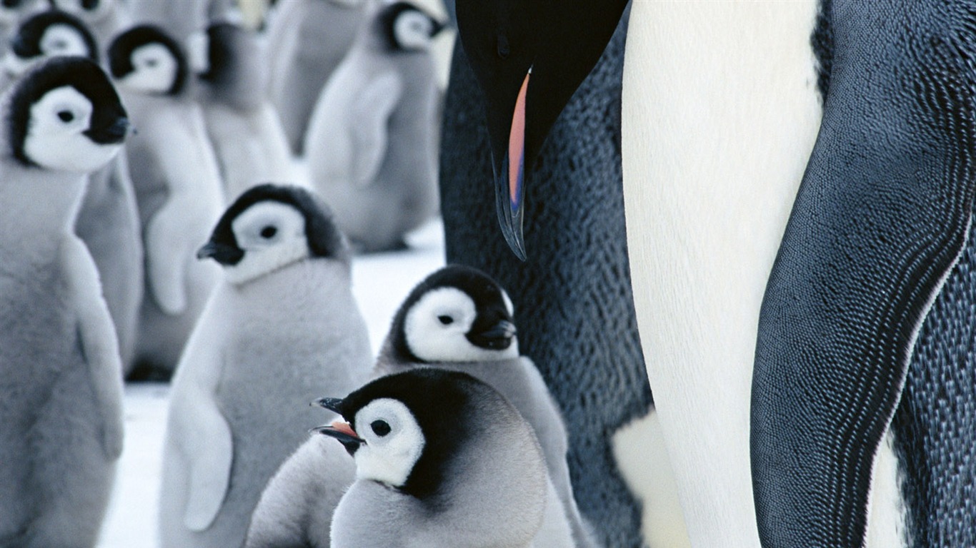 动物写真壁纸之企鹅20 - 1366x768