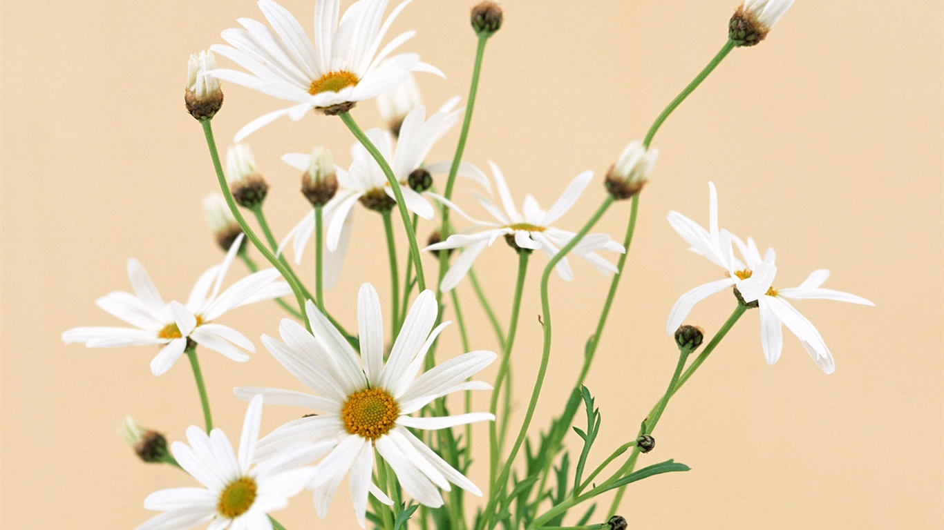 Blanche-Neige fond d'écran fleurs #2 - 1366x768