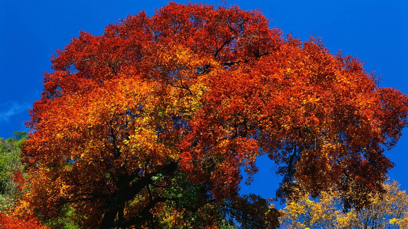El fondo de pantalla bosque del otoño #3 - 1366x768
