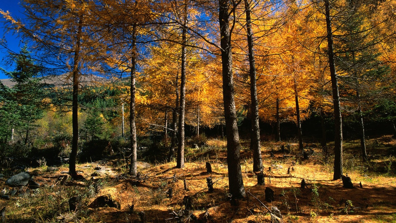 El fondo de pantalla bosque del otoño #6 - 1366x768