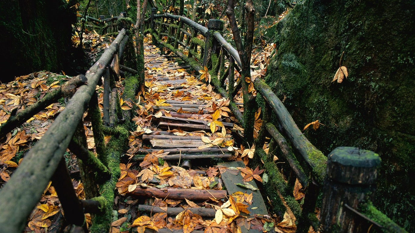 森林裡的秋天壁紙 #7 - 1366x768