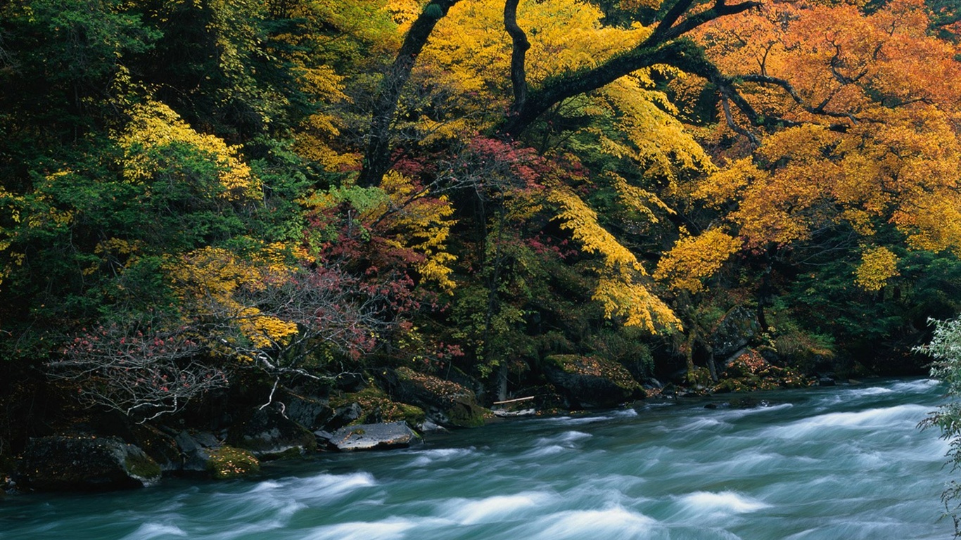 The autumn forest wallpaper #14 - 1366x768