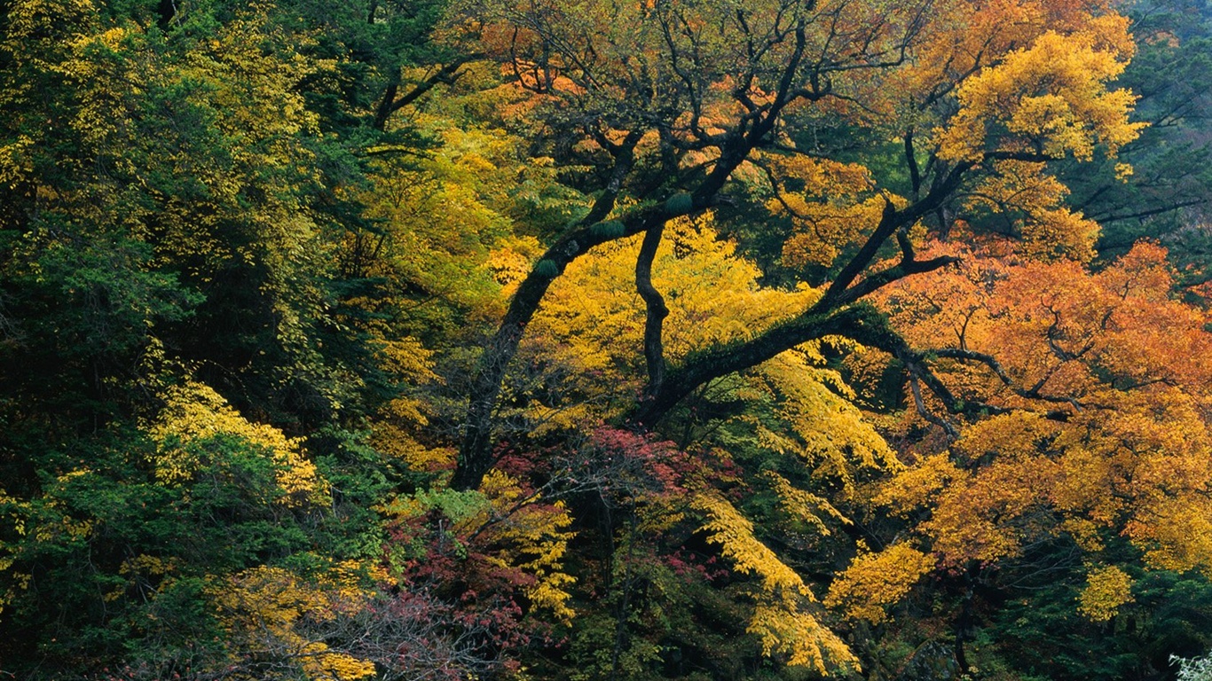 秋の森の壁紙 #15 - 1366x768