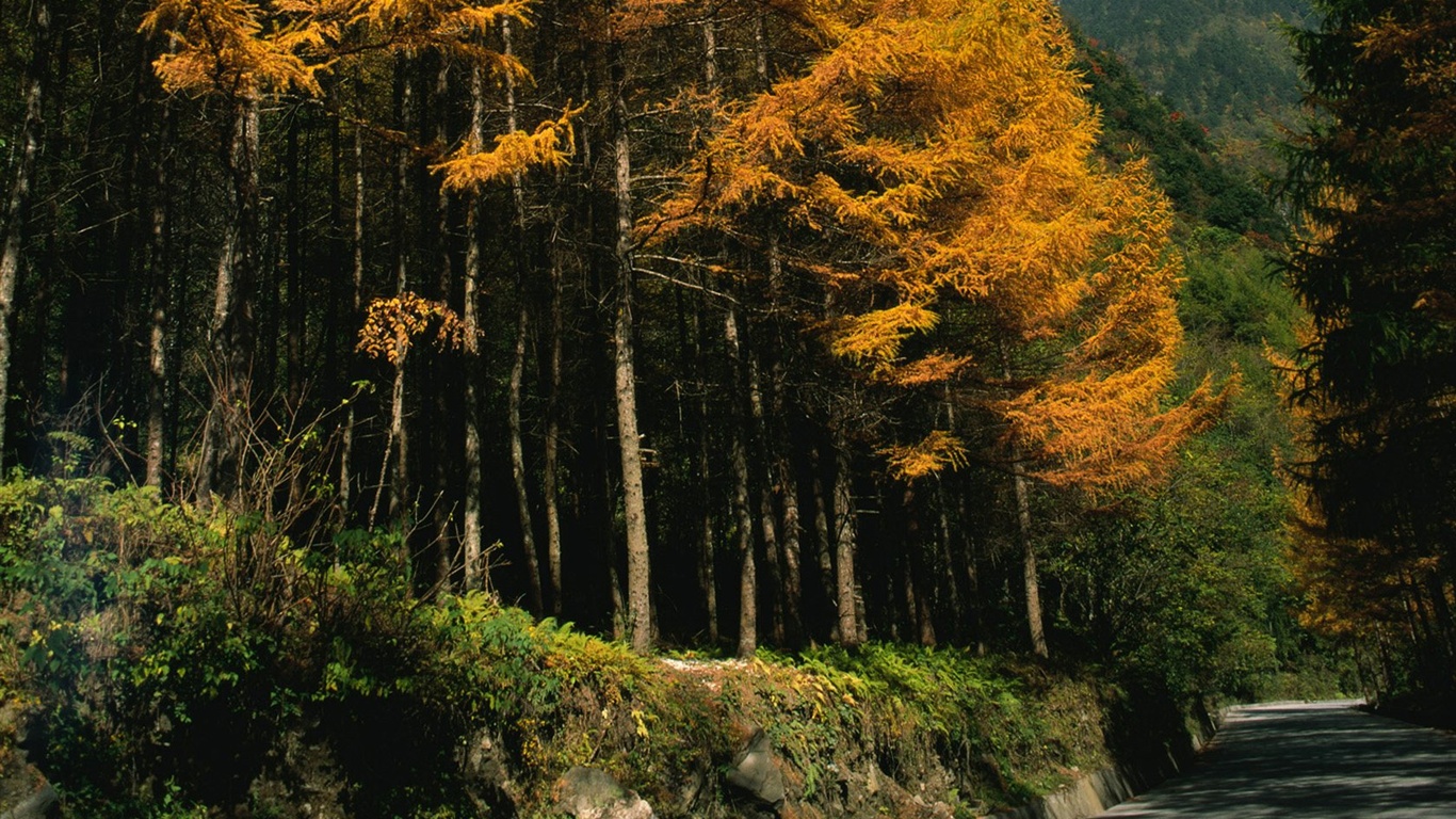 El fondo de pantalla bosque del otoño #17 - 1366x768