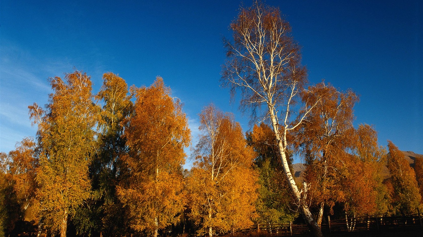 秋の森の壁紙 #39 - 1366x768