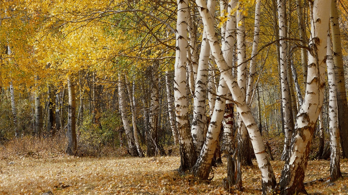 秋の森の壁紙 #41 - 1366x768