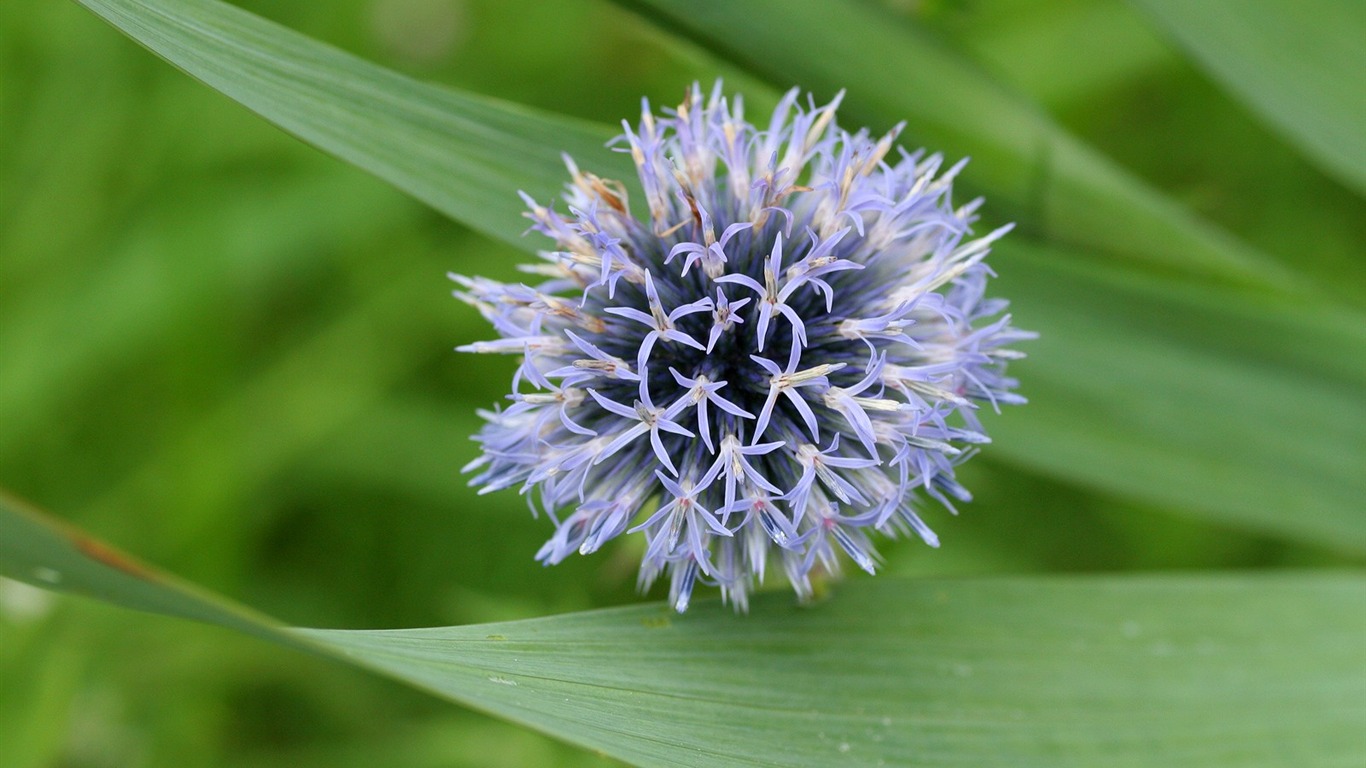 令人陶醉的鮮花壁紙 #5 - 1366x768