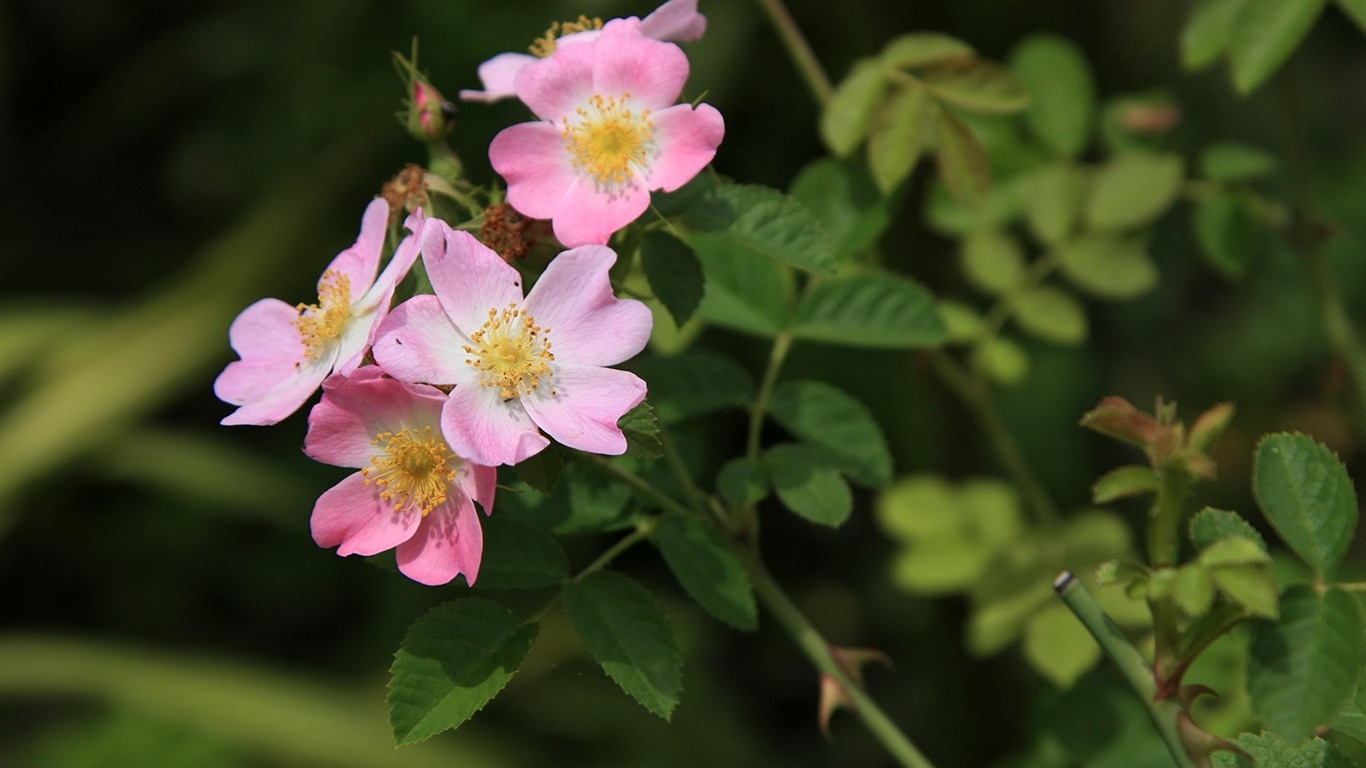 Enivrantes fleurs fond d'écran #13 - 1366x768