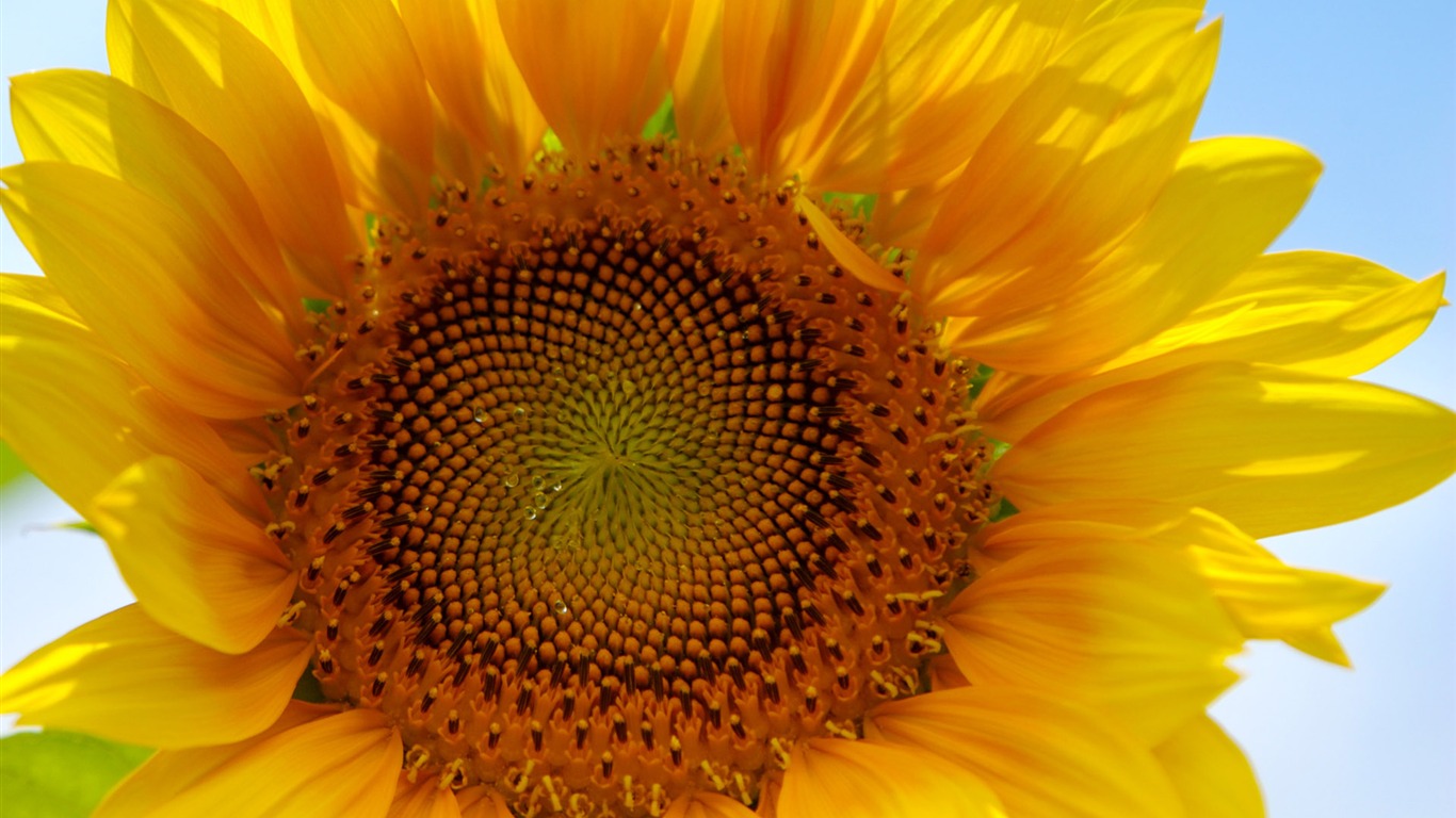 Sunny photo de tournesol HD Wallpapers #4 - 1366x768