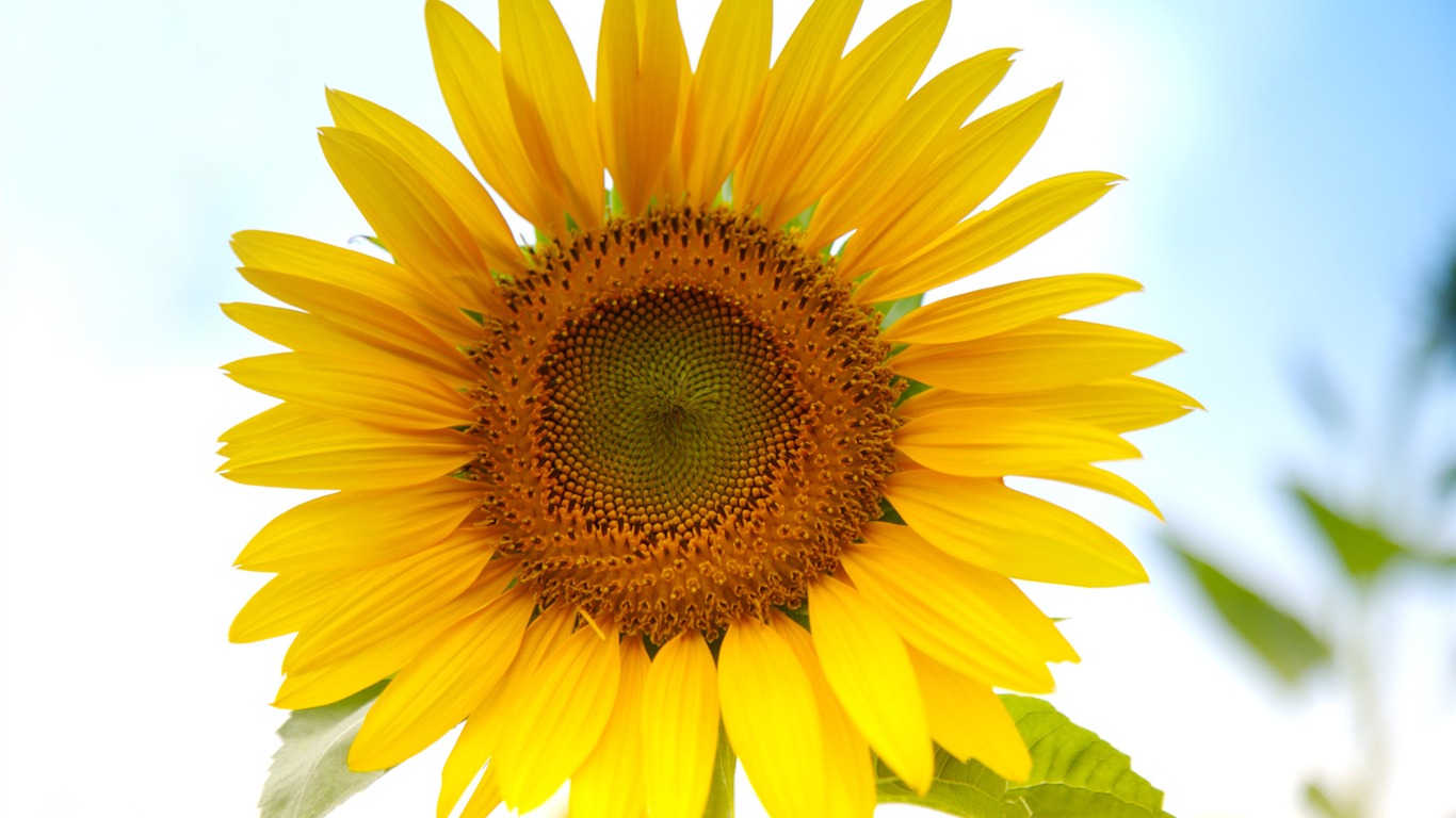 Sunny photo de tournesol HD Wallpapers #5 - 1366x768