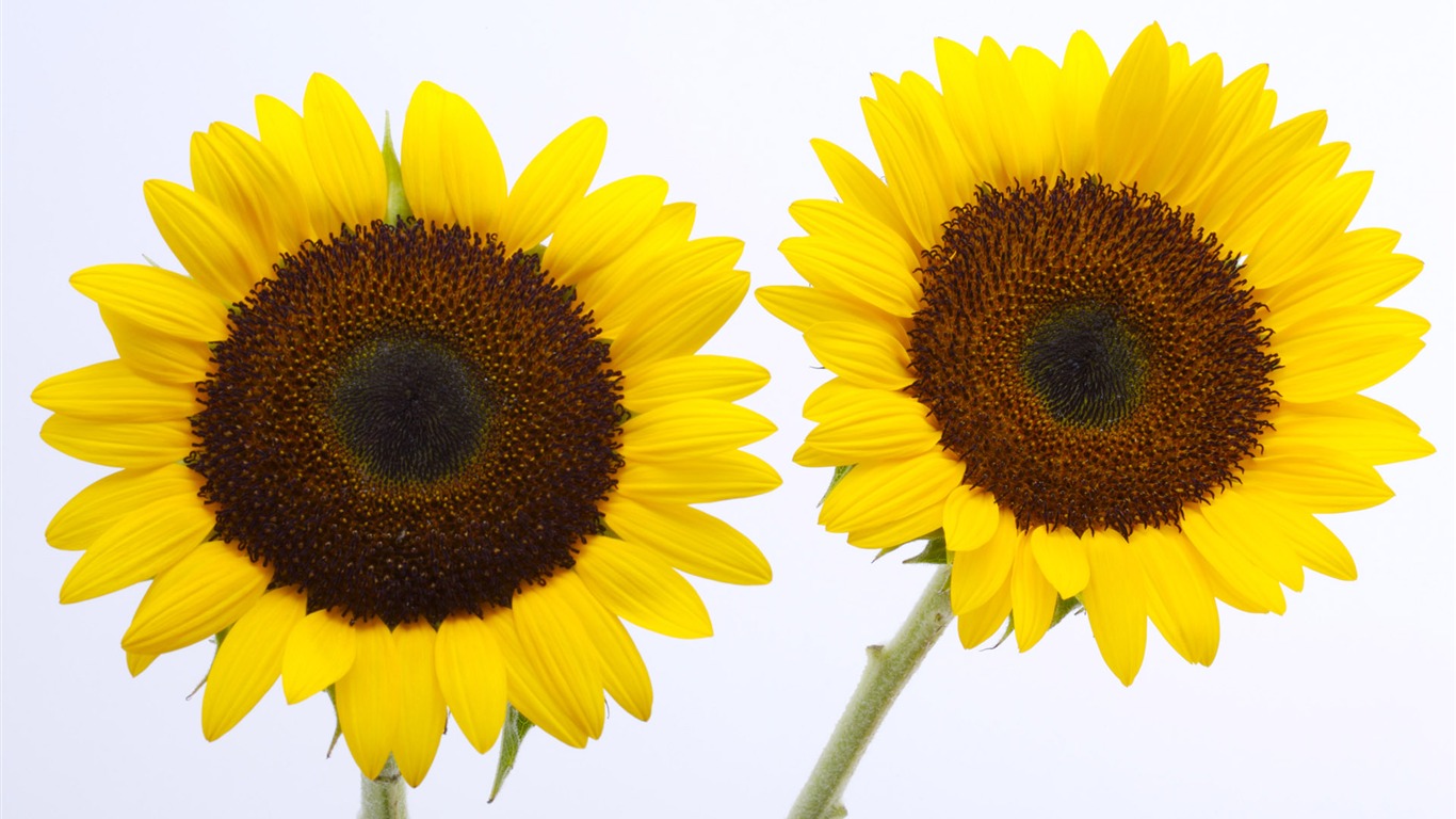 Sunny photo de tournesol HD Wallpapers #6 - 1366x768