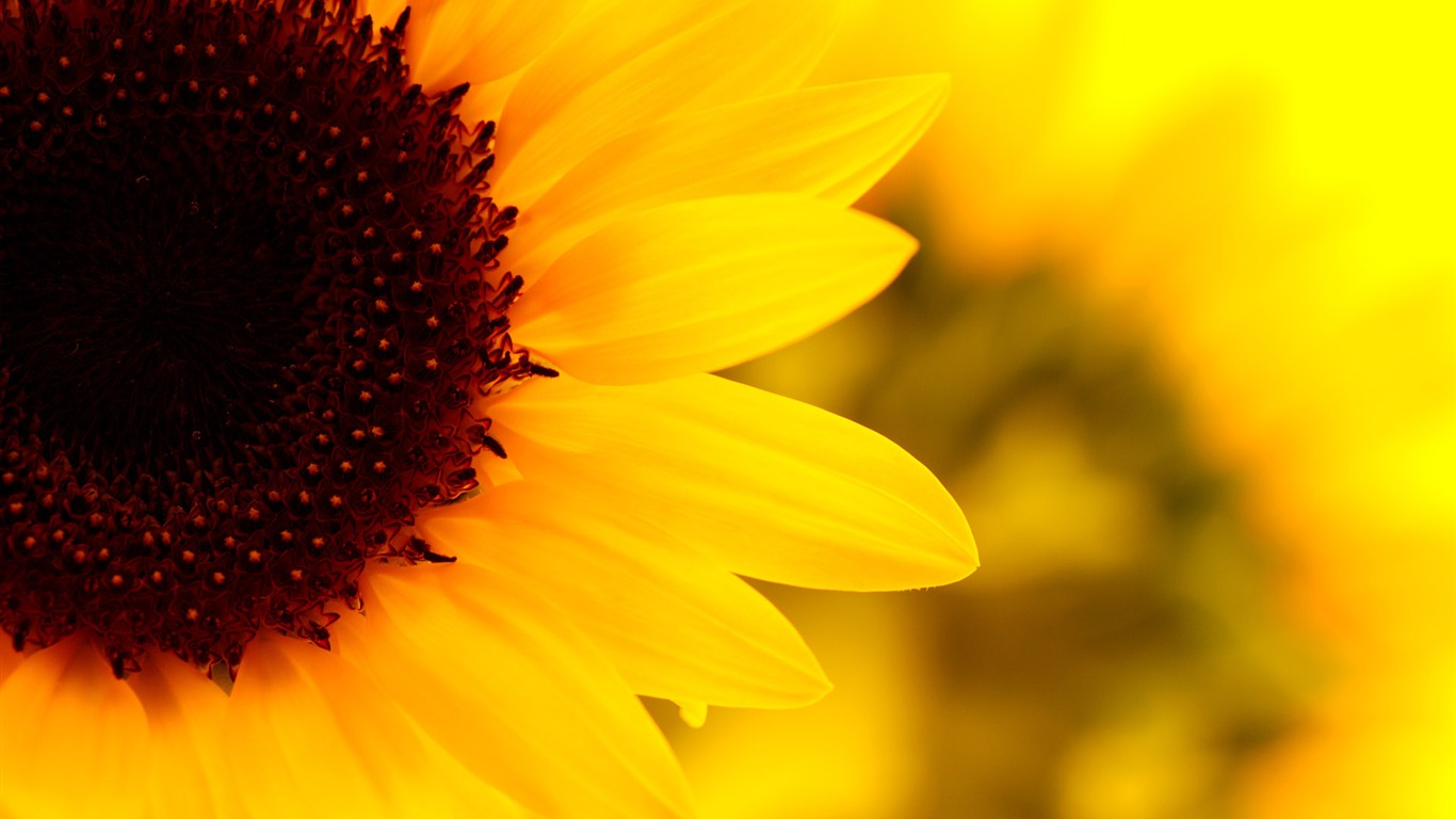 Sunny sunflower photo HD Wallpapers #10 - 1366x768