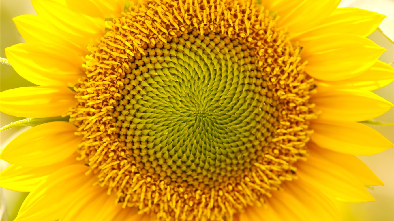 Sunny photo de tournesol HD Wallpapers #11 - 1366x768