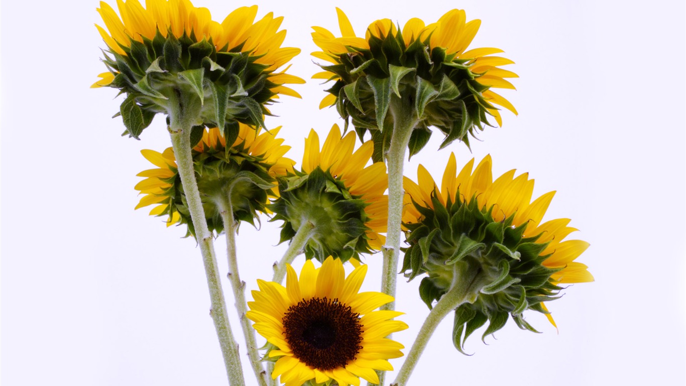 Sunny photo de tournesol HD Wallpapers #13 - 1366x768