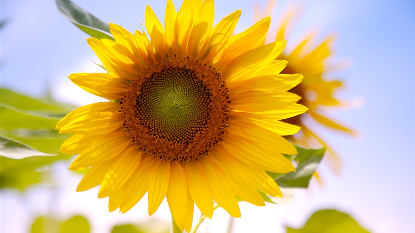 Soleado foto de girasol HD Wallpapers #14 - 1366x768