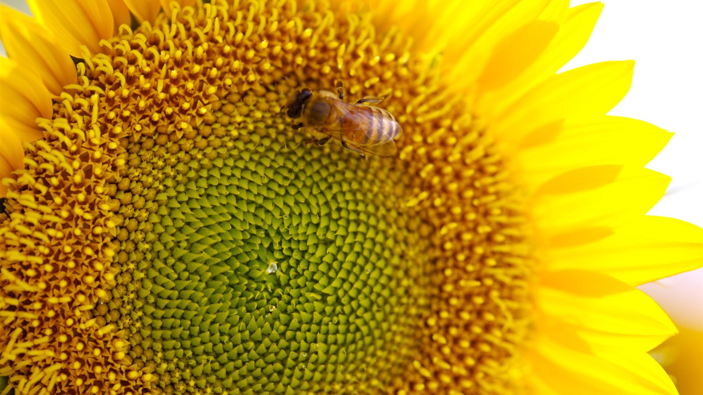 Sunny photo de tournesol HD Wallpapers #36 - 1366x768