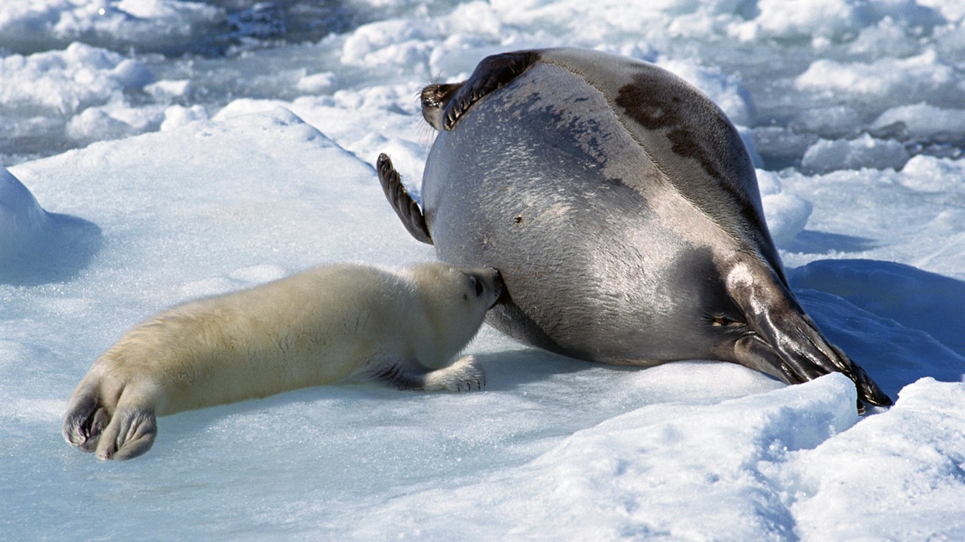 Animals of the Sea Lion Photo Wallpaper #11 - 1366x768