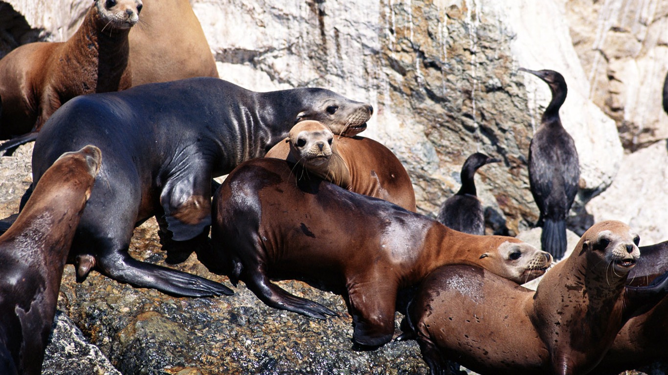 Animals of the Sea Lion Photo Wallpaper #14 - 1366x768
