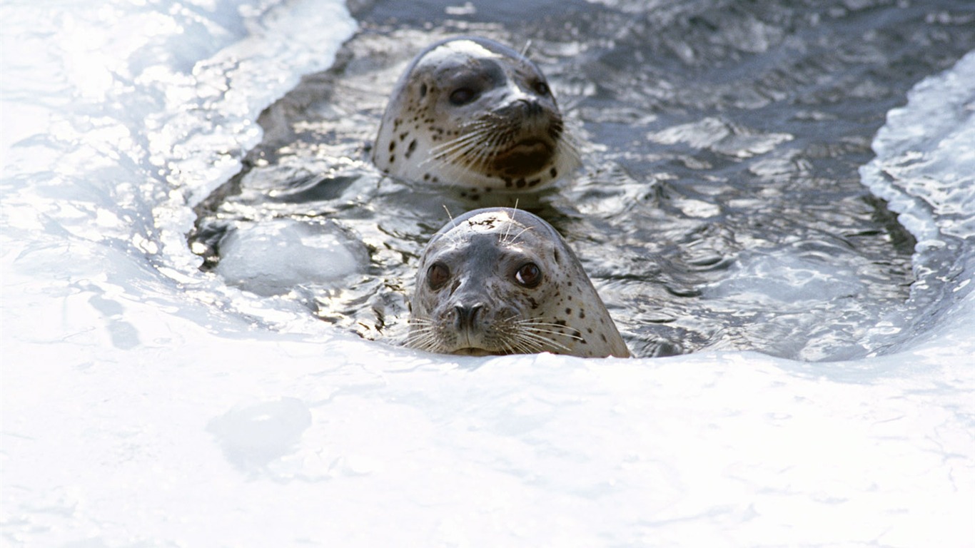 Los animales de las fotos Fondos de Lobos Marinos #17 - 1366x768