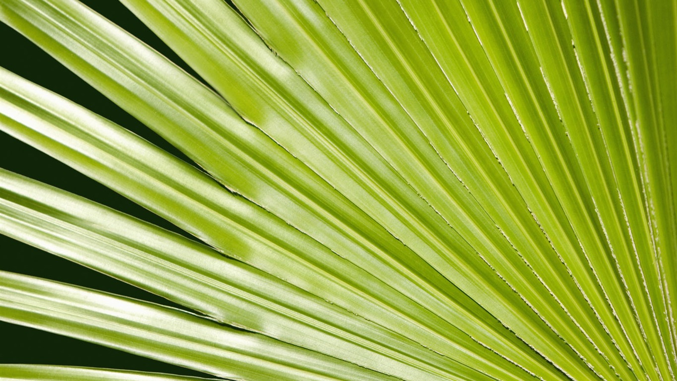 Plants Green Leaf Wallpaper #18 - 1366x768