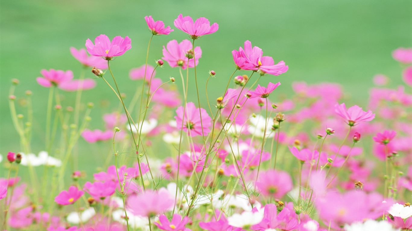 Fresh style Flowers Wallpapers #2 - 1366x768