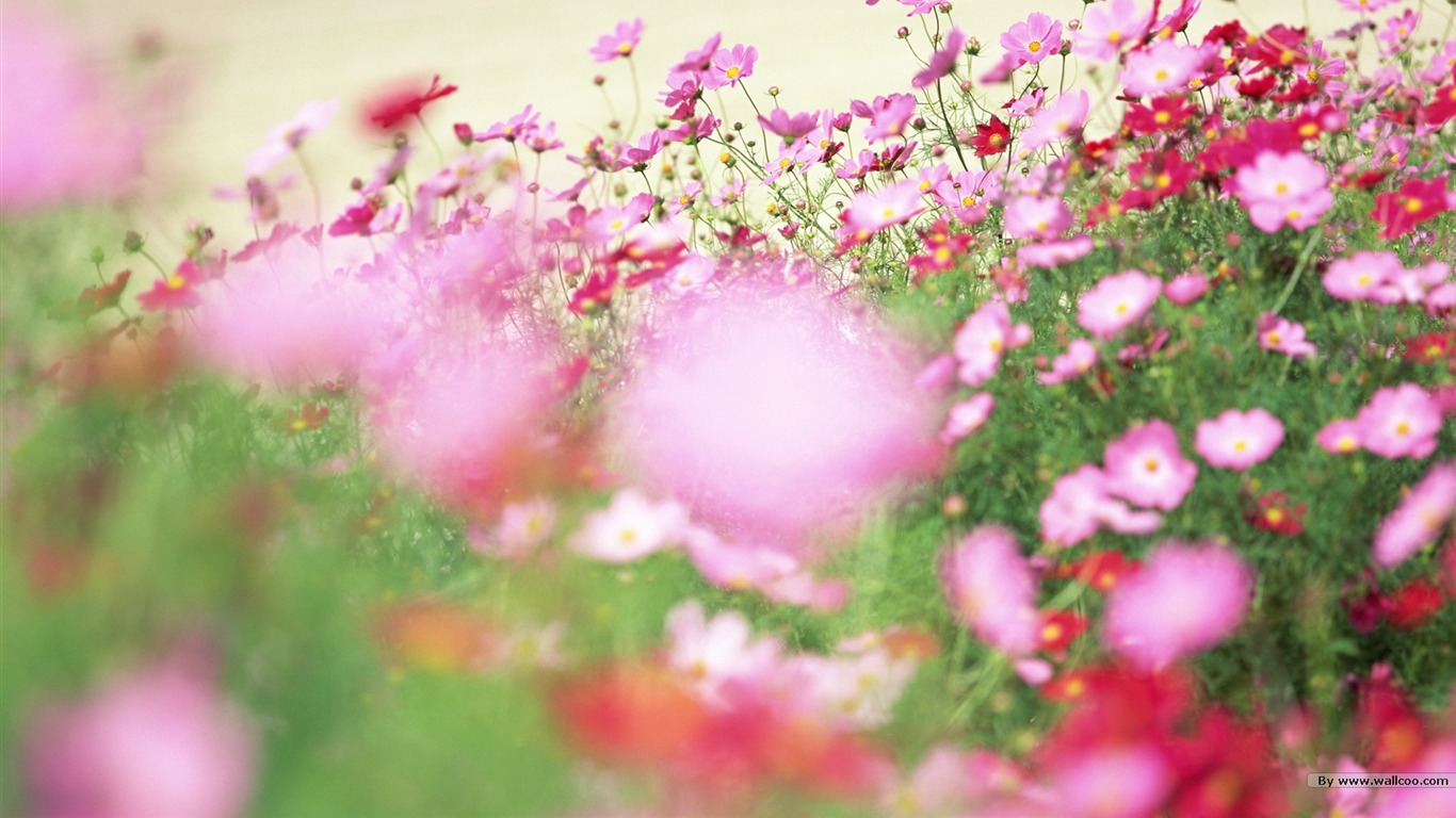 Fresh style Flowers Wallpapers #4 - 1366x768