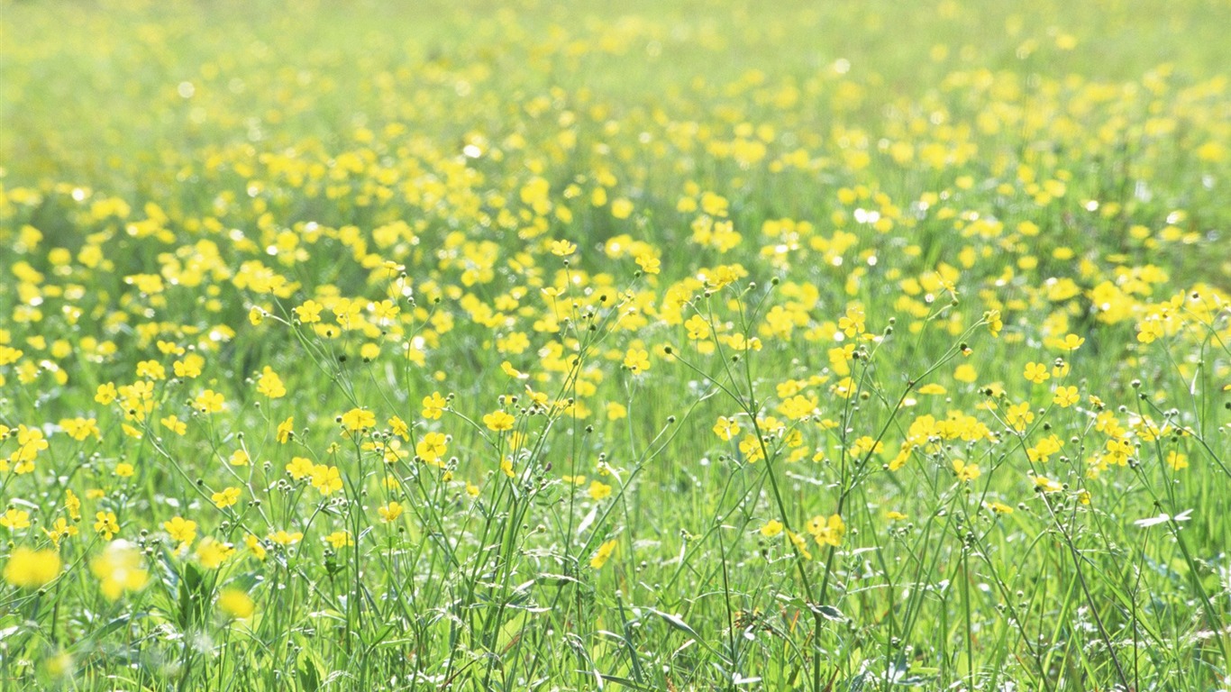 フレッシュスタイルの花の壁紙 #11 - 1366x768