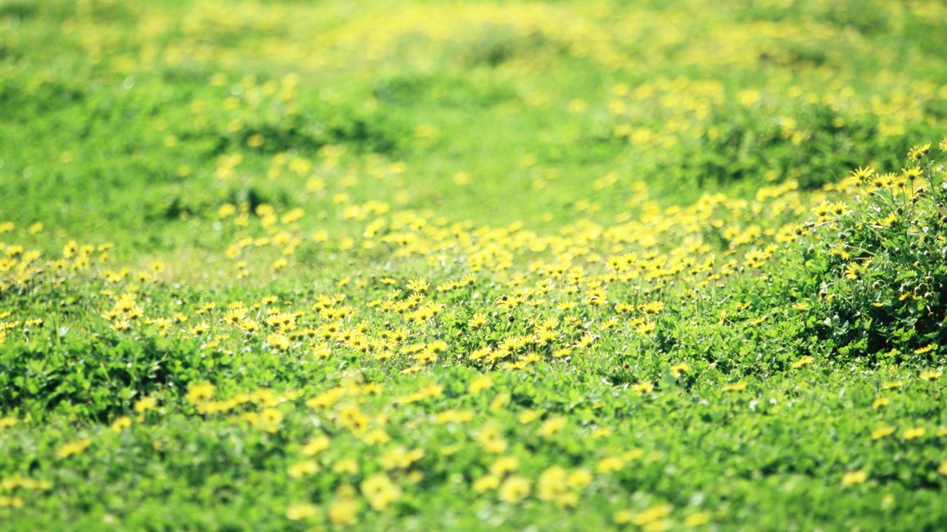 Frais d'écran Fleurs de style #12 - 1366x768