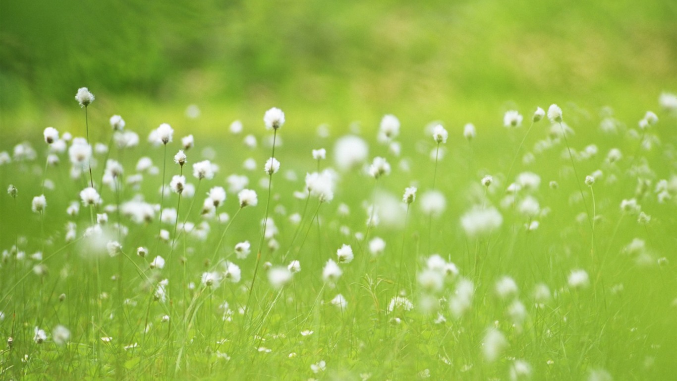 Frais d'écran Fleurs de style #13 - 1366x768