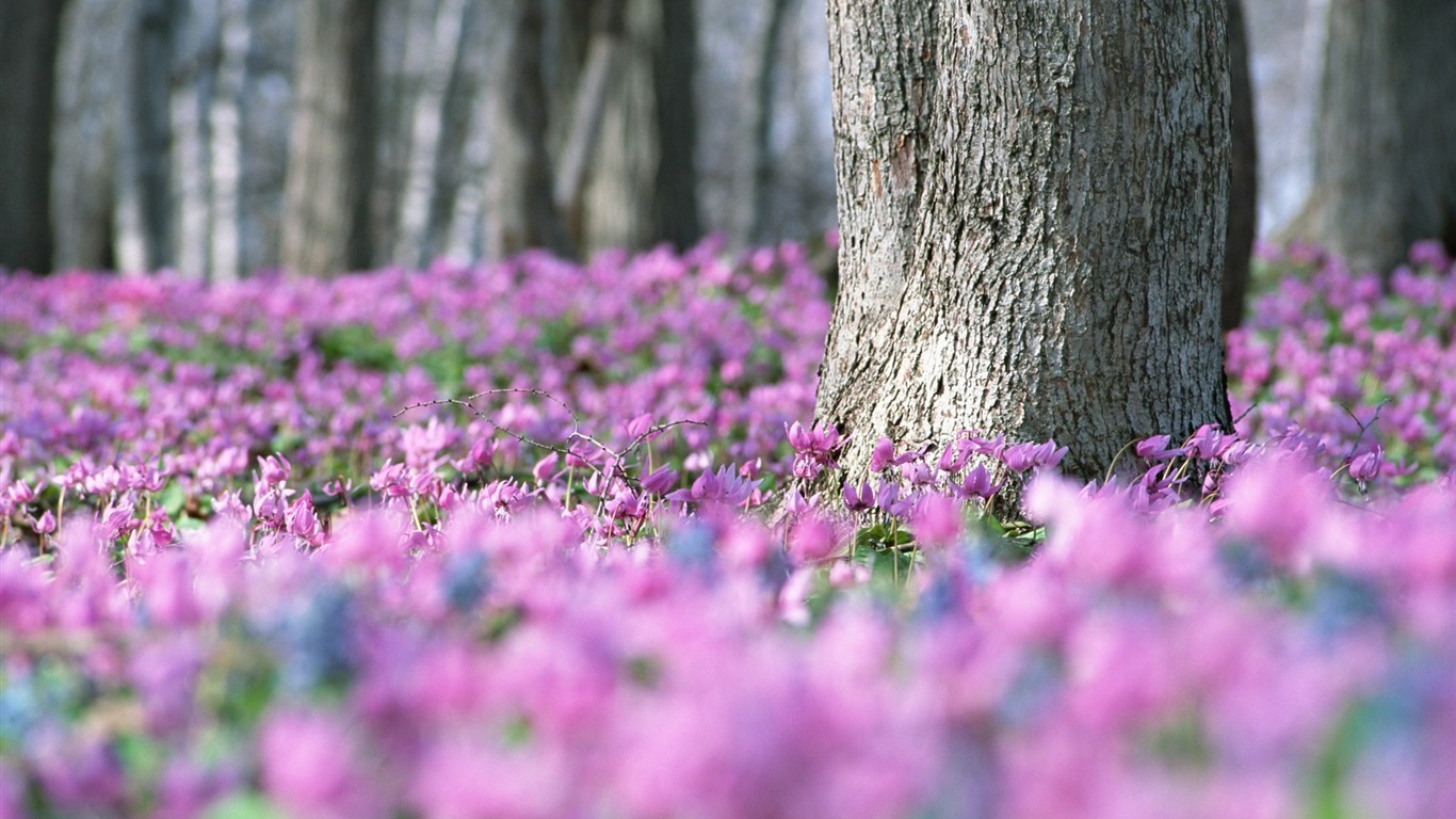 フレッシュスタイルの花の壁紙 #14 - 1366x768