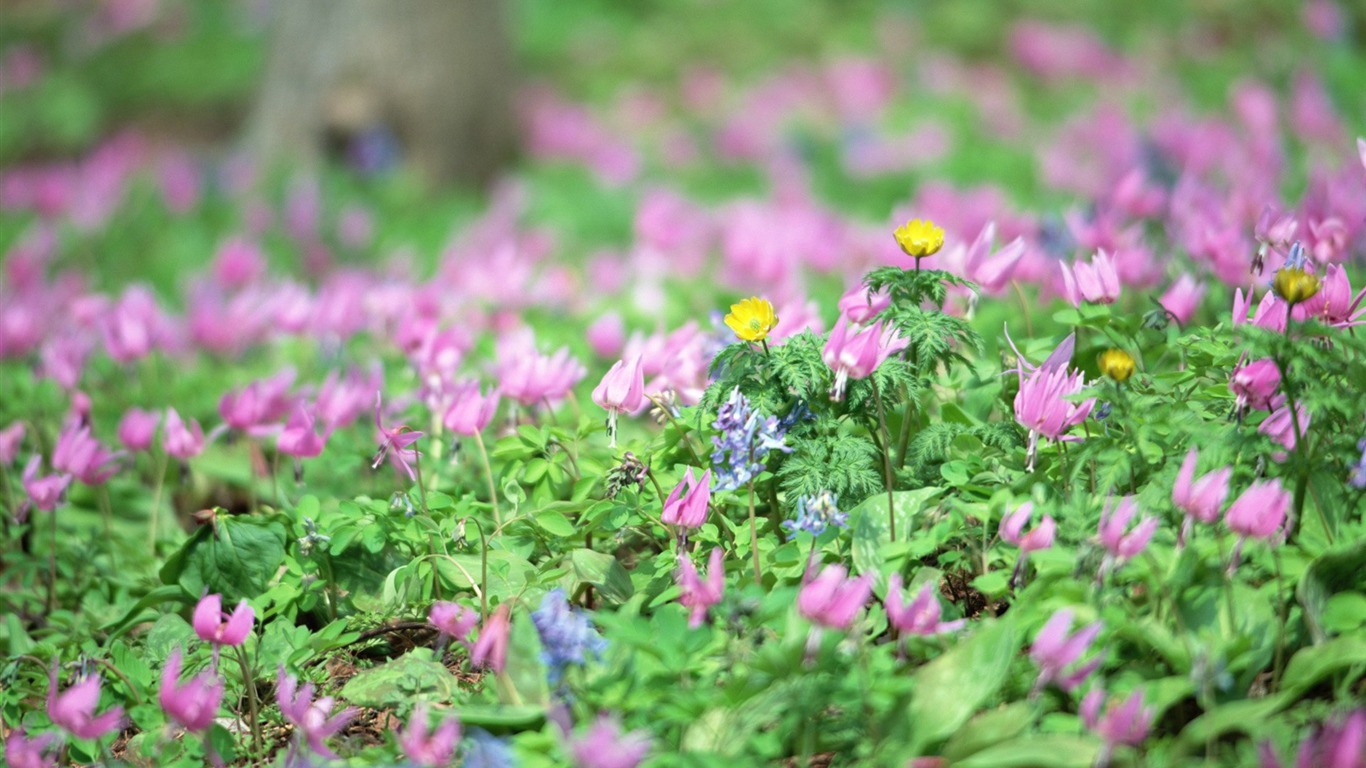 Frais d'écran Fleurs de style #15 - 1366x768