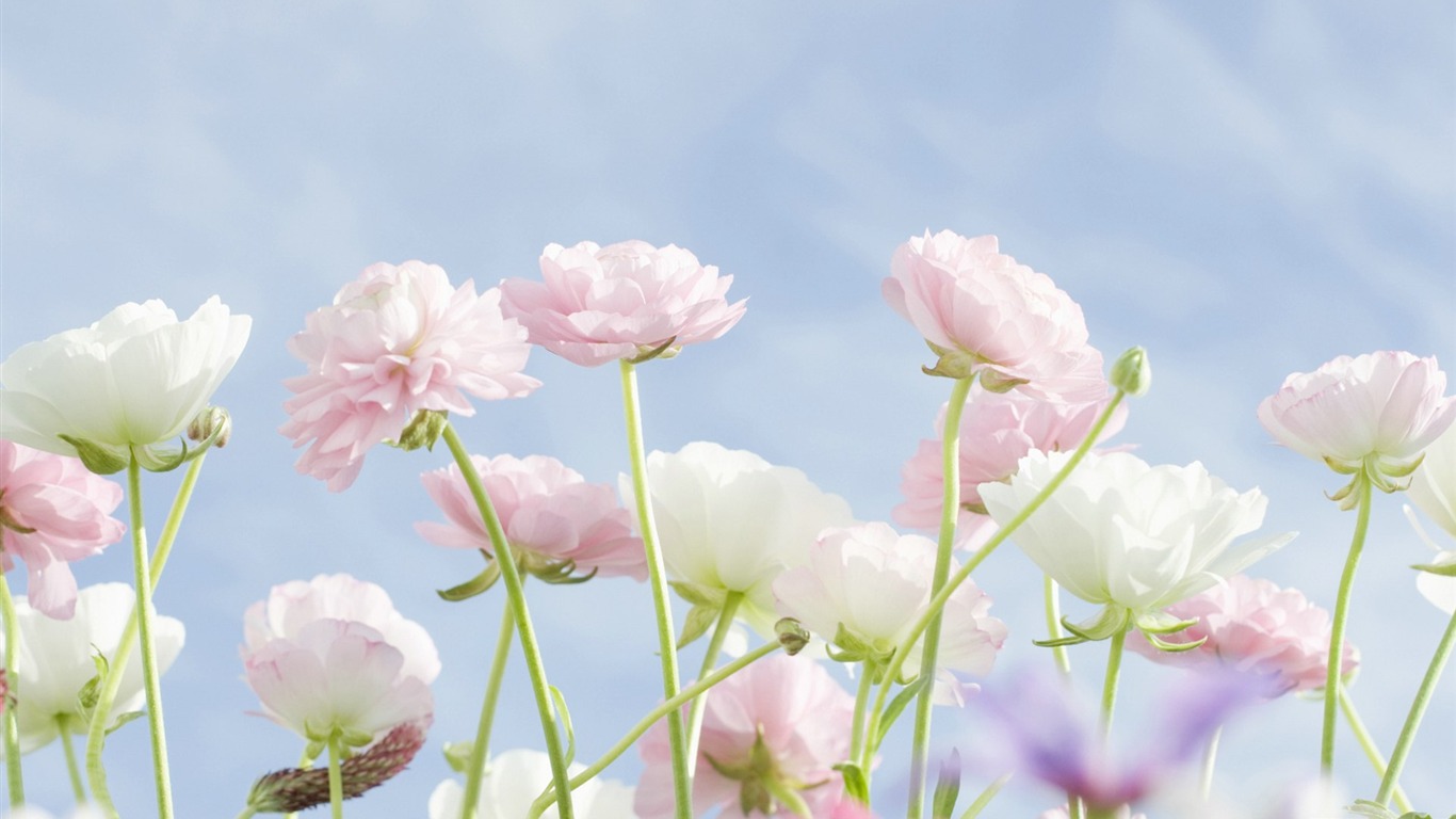 Čerstvé styl květiny Tapety #31 - 1366x768