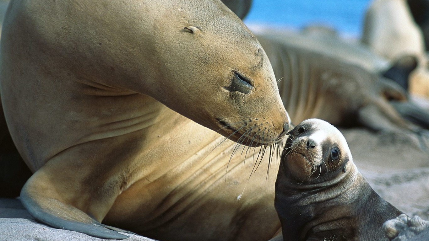 Webshots Fondos de Animales (2) #1 - 1366x768