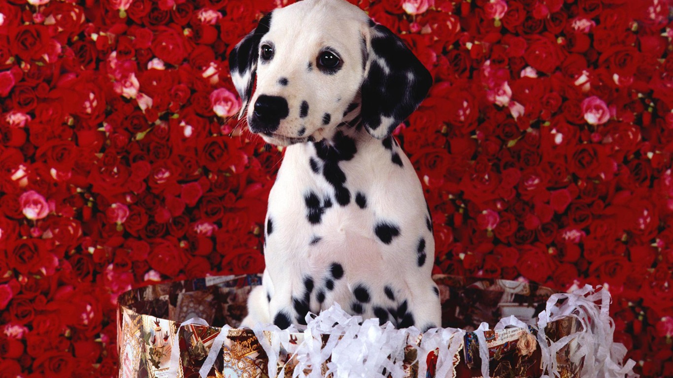 宠物壁纸之小狗写真11 - 1366x768