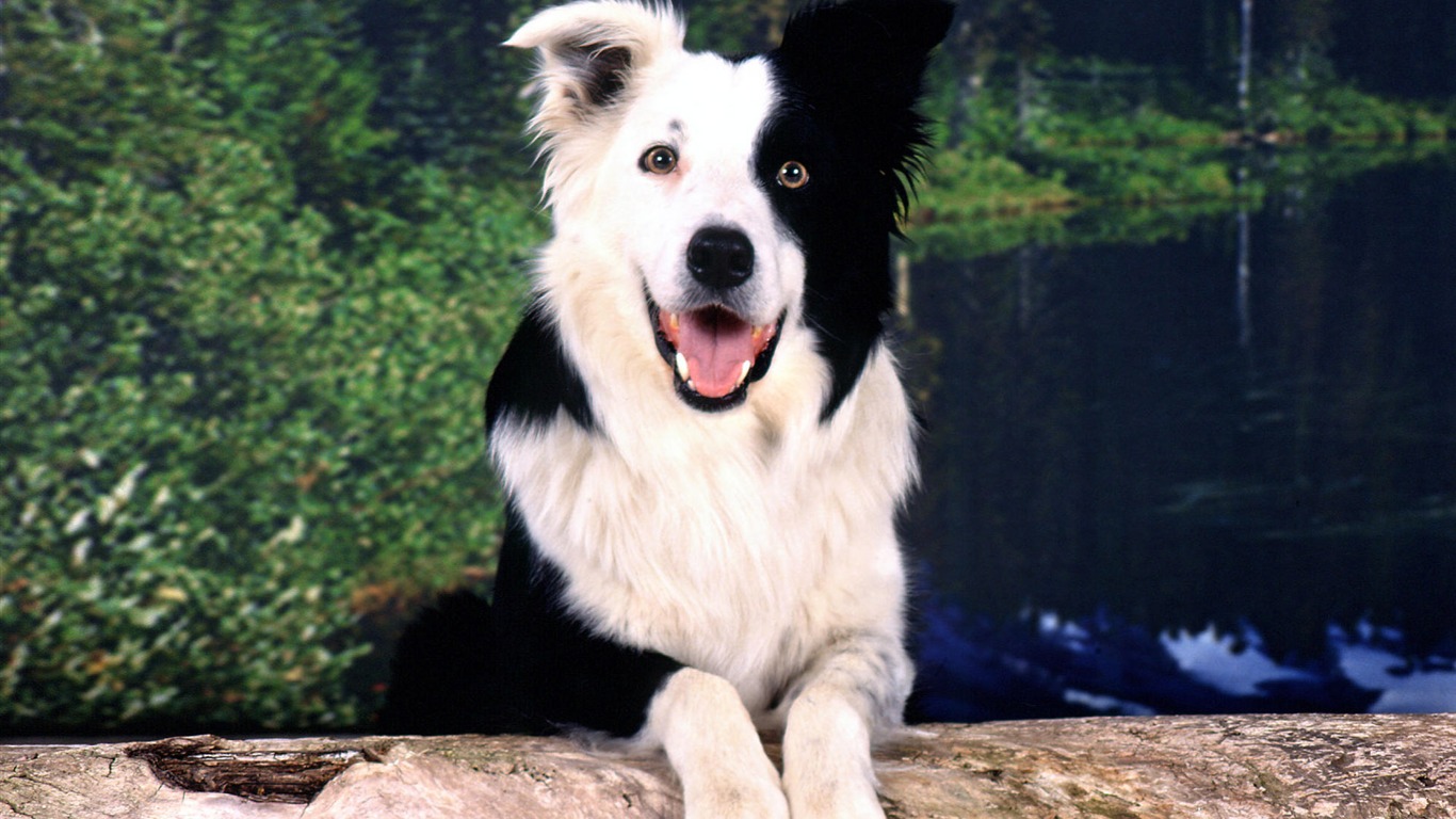 HD wallpaper cute dog #5 - 1366x768